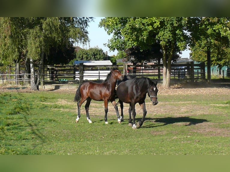 Welsh D (Cob) Mare Foal (05/2025) Brown in Geldern