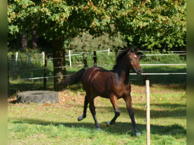Welsh D (Cob) Mare Foal (05/2025) Brown in Geldern