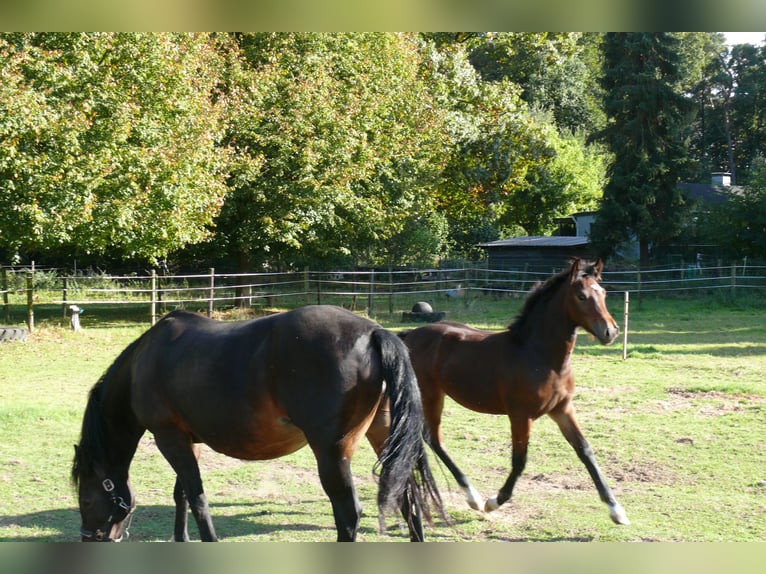 Welsh D (Cob) Mare Foal (05/2025) Brown in Geldern