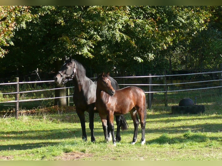 Welsh D (Cob) Mare Foal (05/2025) Brown in Geldern