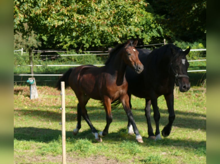 Welsh D (Cob) Mare Foal (05/2025) Brown in Geldern