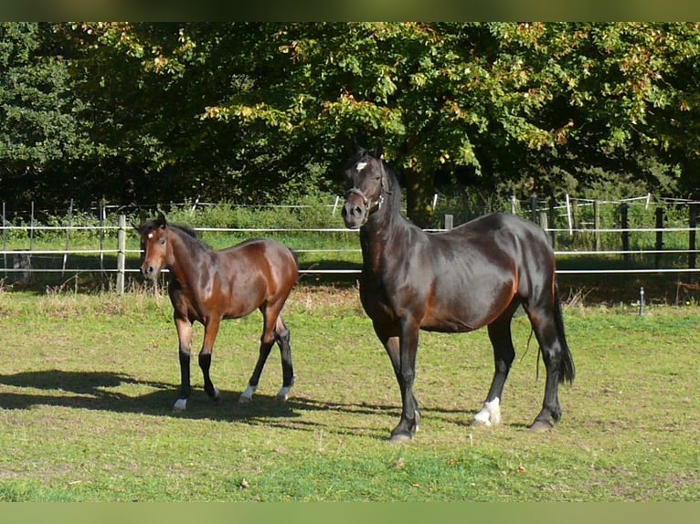 Welsh D (Cob) Mare Foal (05/2025) Brown in Geldern