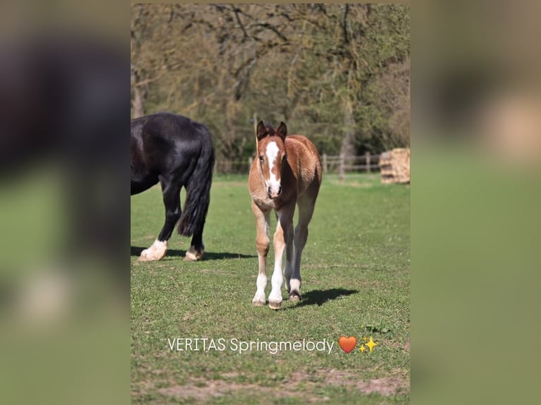 Welsh D (Cob) Mare Foal (03/2026) Brown in Meinhard