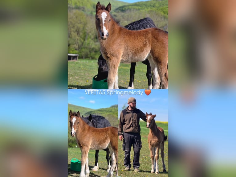Welsh D (Cob) Mare Foal (03/2026) Brown in Meinhard