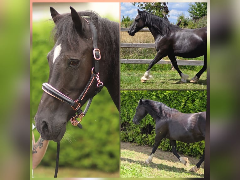 Welsh D (Cob) Mare Foal (03/2026) Brown in Meinhard