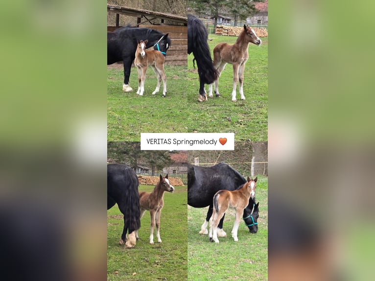 Welsh D (Cob) Mare Foal (03/2026) Brown in Meinhard