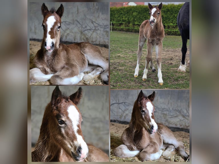 Welsh D (Cob) Mare Foal (03/2026) Brown in Meinhard