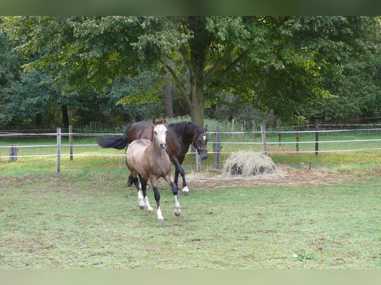 Welsh D (Cob) Mare Foal (04/2026) Buckskin in Geldern