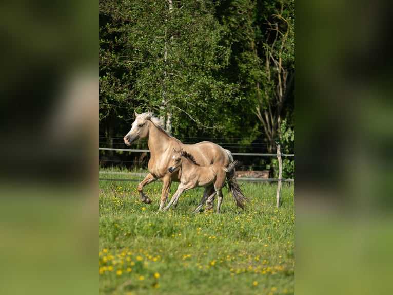 Welsh D (Cob) Mare Foal (05/2026) Buckskin in Aurich