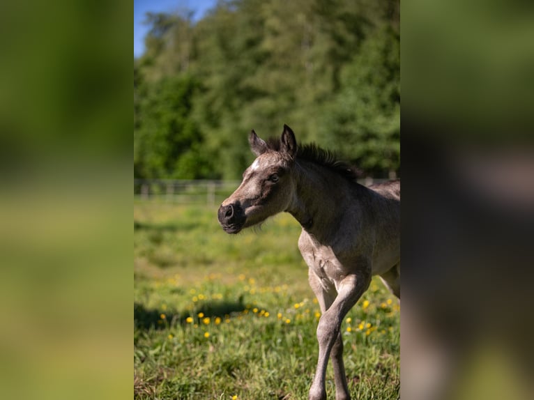 Welsh D (Cob) Mare Foal (05/2026) Buckskin in Aurich