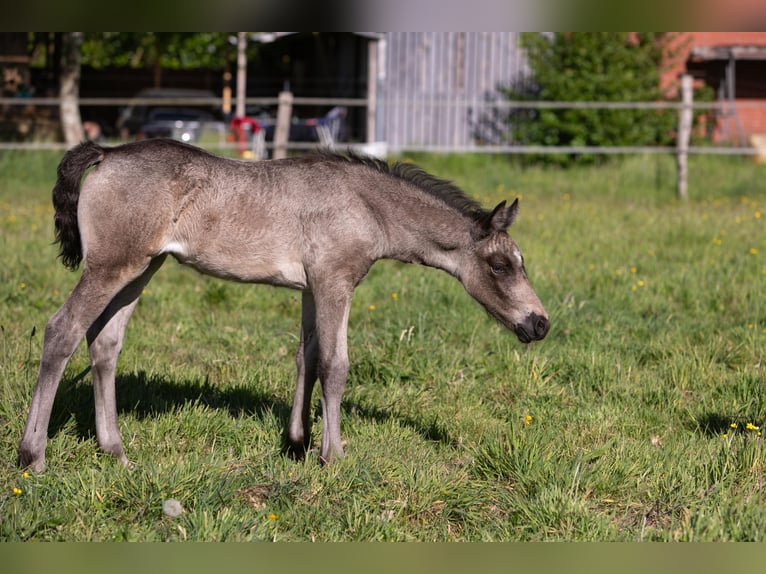 Welsh D (Cob) Mare Foal (05/2026) Buckskin in Aurich