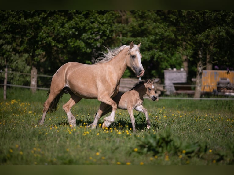 Welsh D (Cob) Mare Foal (05/2026) Buckskin in Aurich