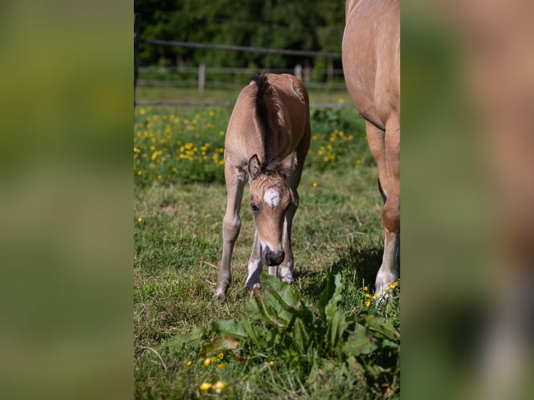 Welsh D (Cob) Mare Foal (05/2026) Buckskin in Aurich