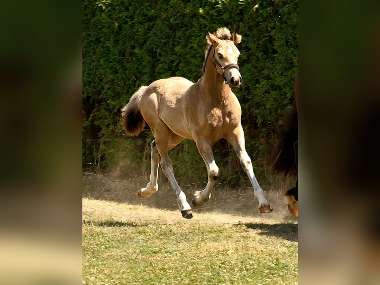 Welsh D (Cob) Mare Foal (04/2026) Buckskin in Meinhard