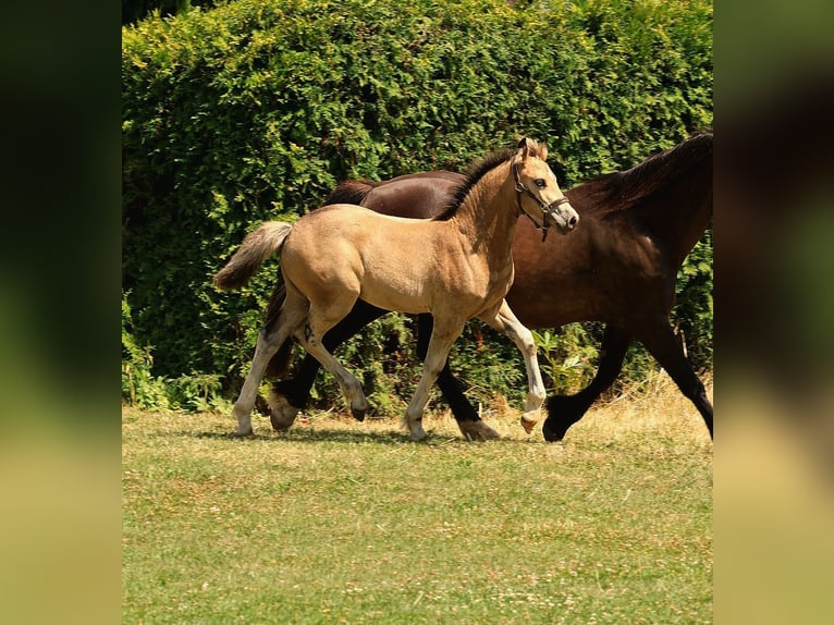 Welsh D (Cob) Mare Foal (04/2026) Buckskin in Meinhard