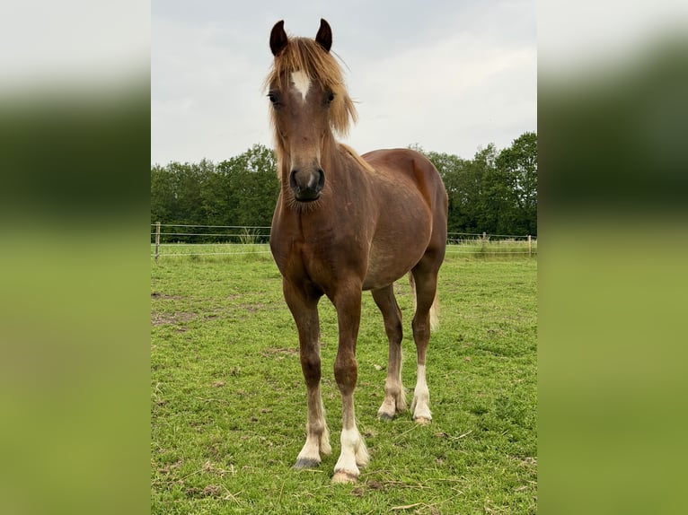 Welsh D (Cob) Stallion 1 year 14.1 hh Chestnut in Anderen
