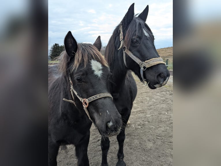 Welsh D (Cob) Stallion 1 year 14,1 hh Black in Schwabbruck
