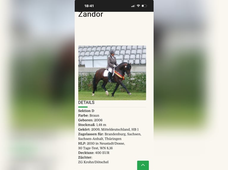 Welsh D (Cob) Stallion 1 year 14,1 hh Black in Schwabbruck