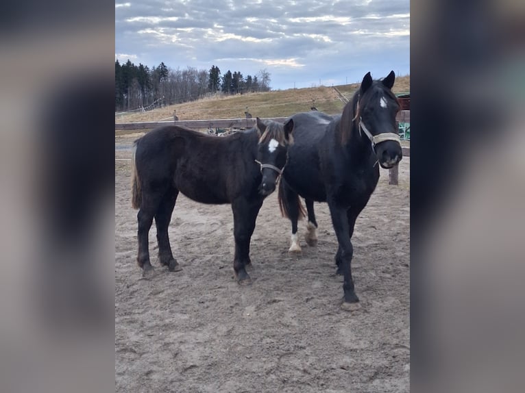 Welsh D (Cob) Stallion 1 year 14,1 hh Black in Schwabbruck