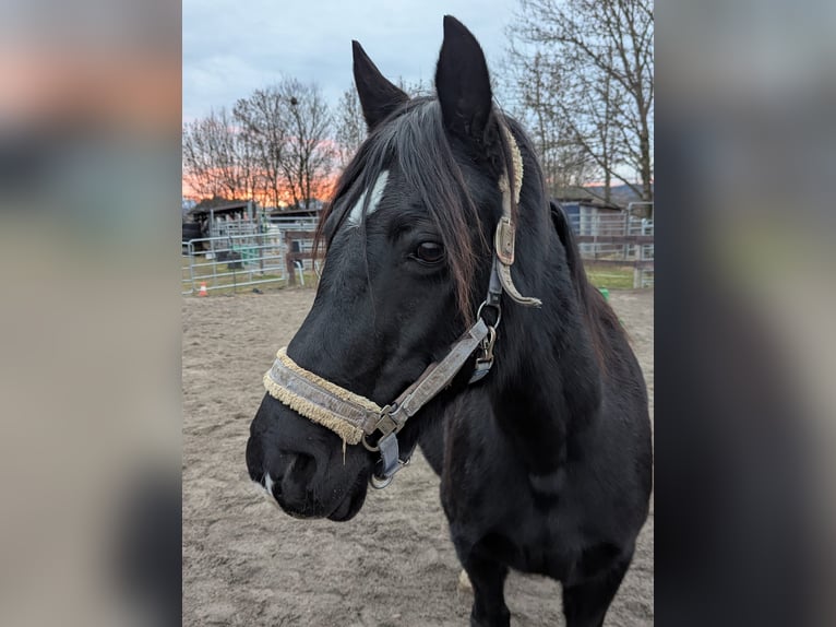 Welsh D (Cob) Stallion 1 year 14,1 hh Black in Schwabbruck