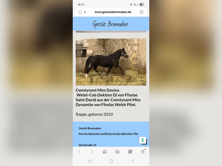 Welsh D (Cob) Stallion 1 year 14,1 hh Black in Schwabbruck