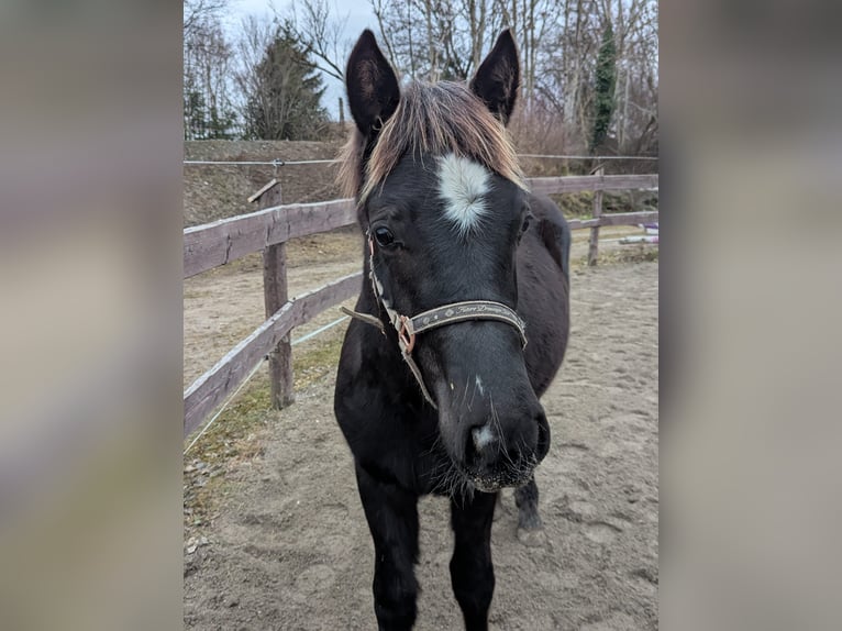 Welsh D (Cob) Stallion 1 year 14,1 hh Black in Schwabbruck
