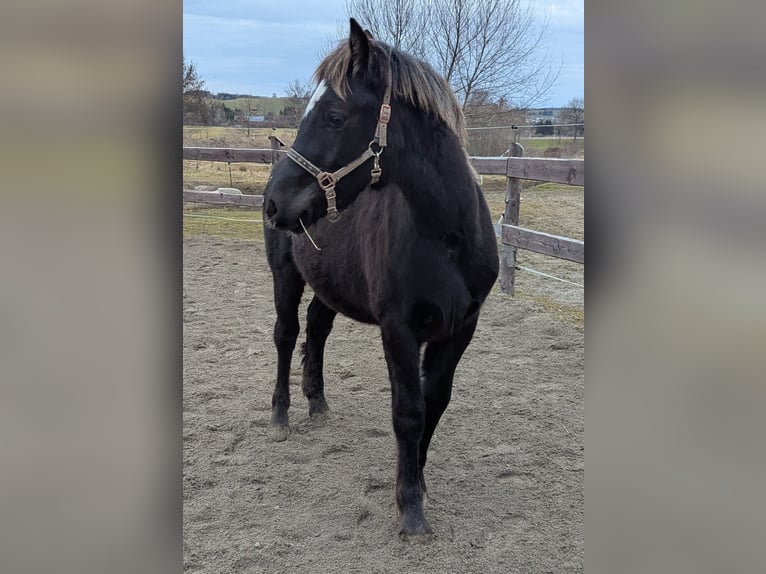 Welsh D (Cob) Stallion 1 year 14,1 hh Black in Schwabbruck