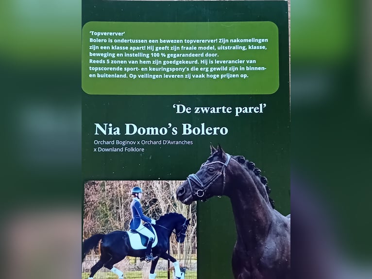 Welsh D (Cob) Stallion 1 year 14,2 hh Bay-Dark in Swolgen