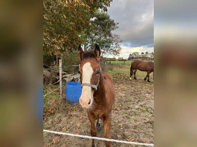 Welsh D (Cob) Stallion 1 year 14,2 hh Brown in Haren
