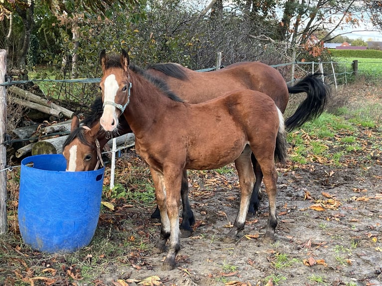 Welsh D (Cob) Stallion 1 year 14,2 hh Brown in Haren