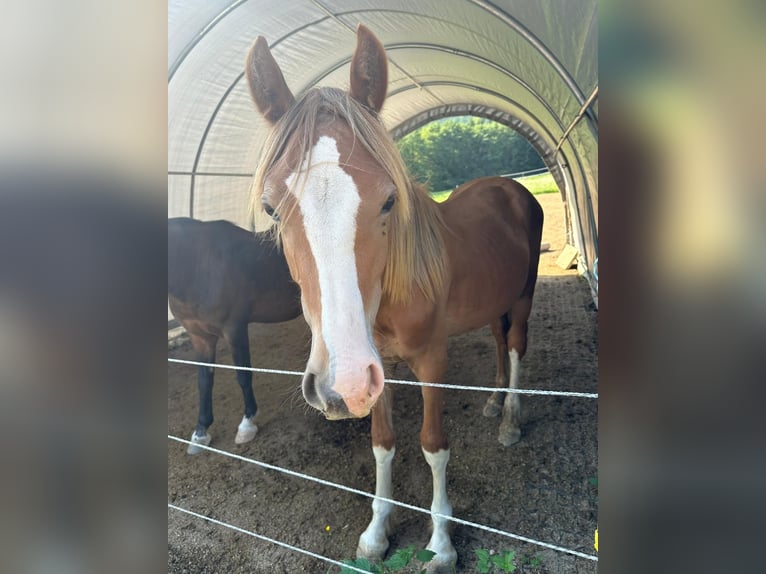 Welsh D (Cob) Stallion 1 year 14,2 hh Chestnut-Red in Neuhaus, K&#xE4;rnten