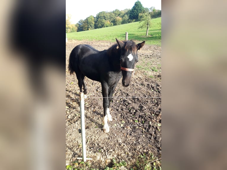 Welsh D (Cob) Stallion 1 year Black in Mertendorf