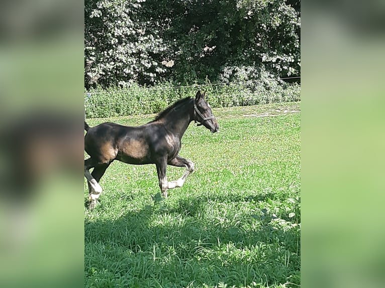 Welsh D (Cob) Stallion 1 year Black in Mertendorf