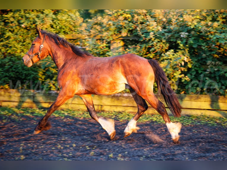 Welsh D (Cob) Stallion 2 years 14.2 hh Brown in Meerbusch