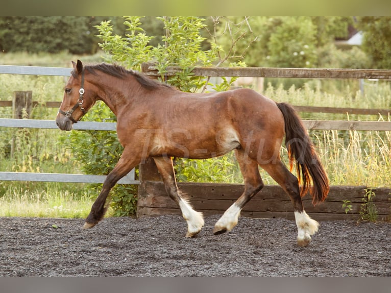 Welsh D (Cob) Stallion 2 years 14.2 hh Brown in Meerbusch