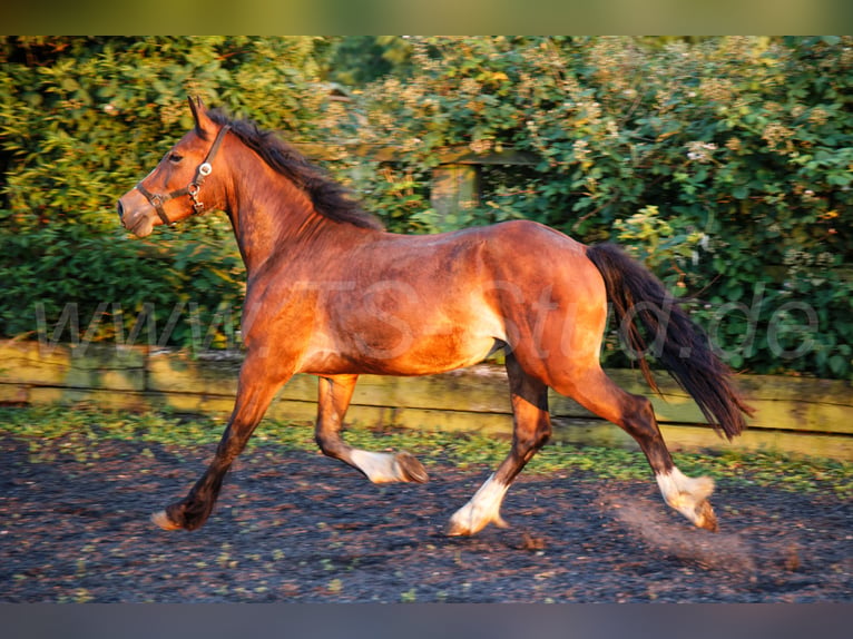 Welsh D (Cob) Stallion 2 years 14.2 hh Brown in Meerbusch