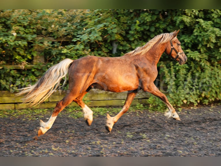 Welsh D (Cob) Stallion 2 years 14.2 hh Chestnut-Red in Meerbusch
