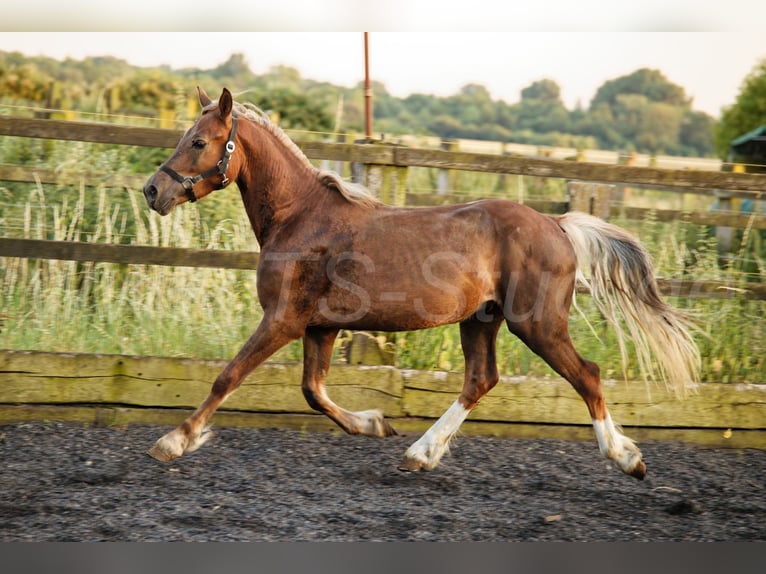 Welsh D (Cob) Stallion 2 years 14.2 hh Chestnut-Red in Meerbusch