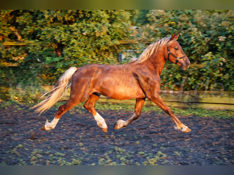 Welsh D (Cob) Stallion 2 years 14.2 hh Chestnut-Red in Meerbusch