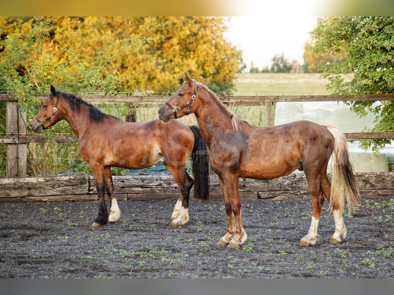 Welsh D (Cob) Stallion 2 years 14.2 hh Chestnut-Red in Meerbusch
