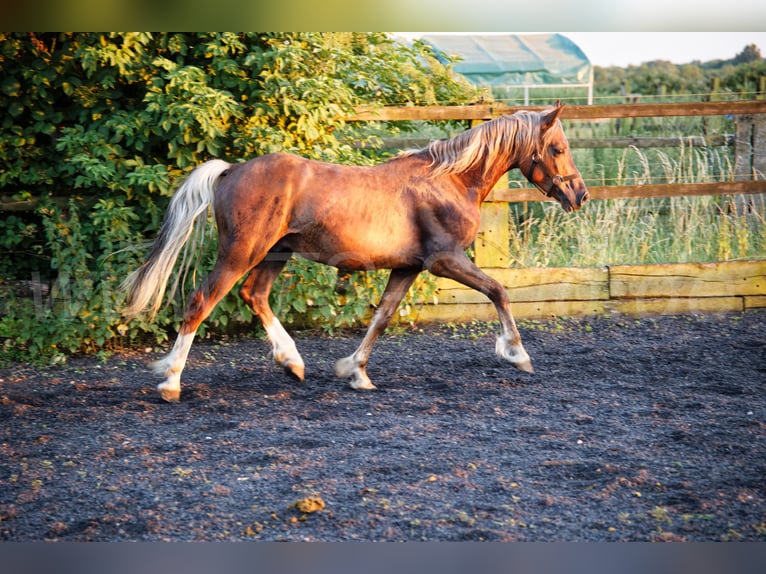 Welsh D (Cob) Stallion 2 years 14.2 hh Chestnut-Red in Meerbusch