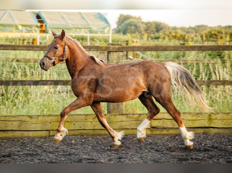Welsh D (Cob) Stallion 2 years 14.2 hh Chestnut-Red in Meerbusch