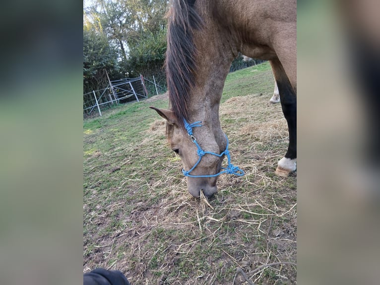 Welsh D (Cob) Mix Stallion 2 years 14,1 hh Buckskin in Barenburg