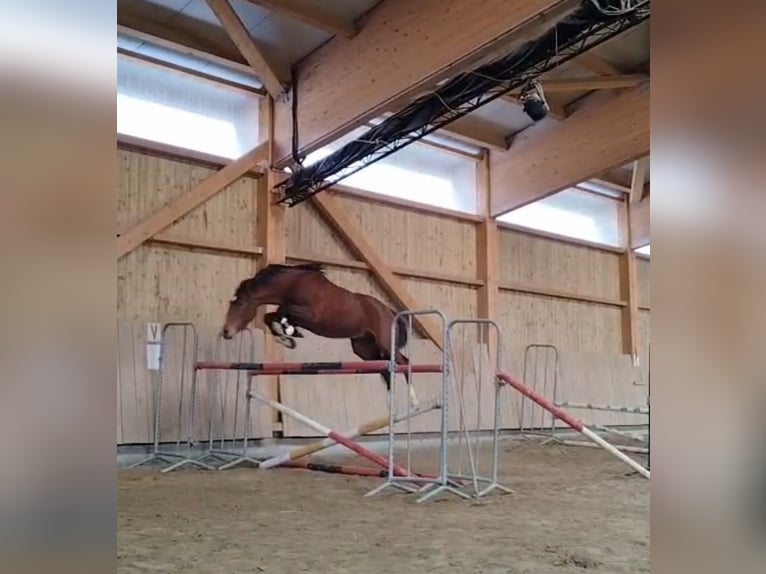 Welsh D (Cob) Stallion 4 years 14.1 hh Brown in Maiche
