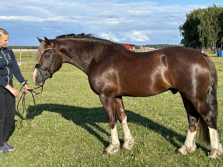 Welsh D (Cob) Stallion 4 years 14,1 hh Chestnut in Laholm