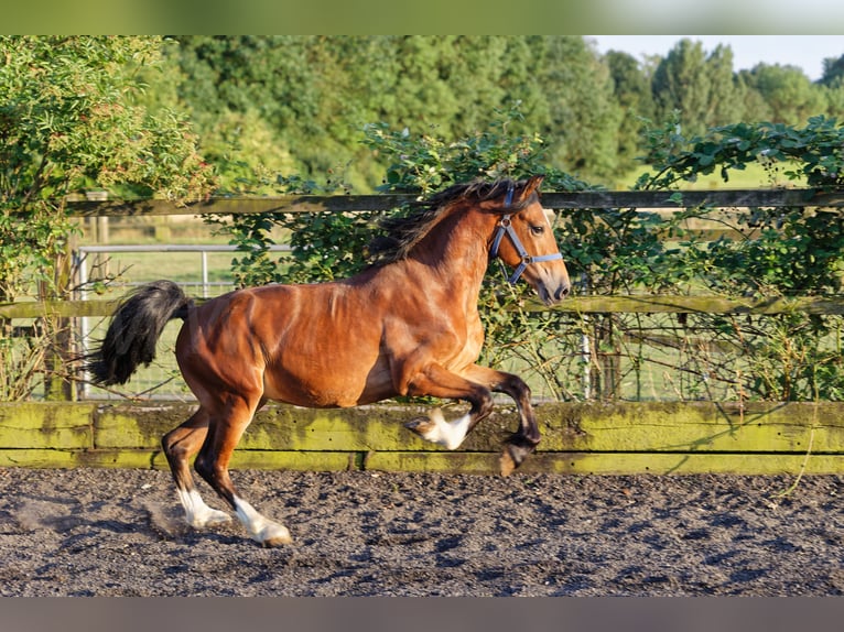 Welsh D (Cob) Stallion 4 years 14,2 hh Brown in Meerbusch