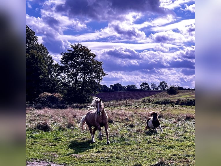 Welsh D (Cob) Stallion 6 years 13,3 hh Palomino in Wangels