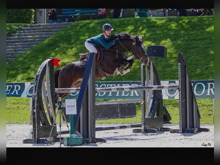 Welsh D (Cob) Stallion 9 years 14.1 hh Smoky-Black in La flèche