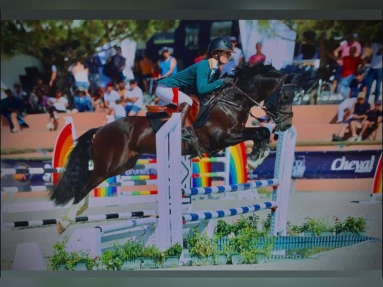 Welsh D (Cob) Stallion 9 years 14.1 hh Smoky-Black in La flèche