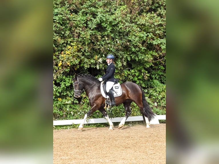 Welsh D (Cob) Stallion 9 years 14 hh Black in Wakendorf